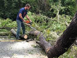 Best Firewood Processing and Delivery  in Englewood Cliffs, NJ