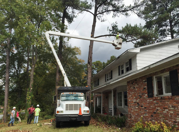 Best Tree Mulching  in Englewood Cliffs, NJ