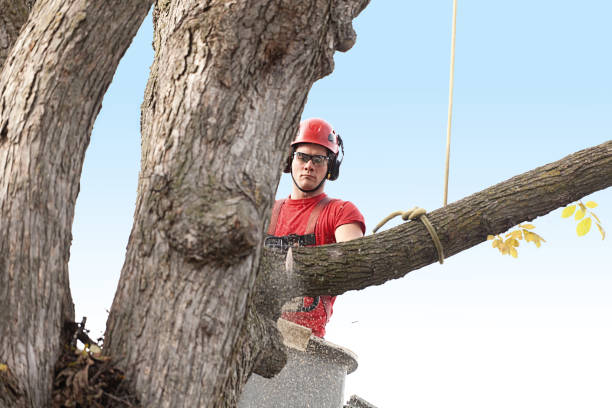 Best Tree Removal  in Englewood Cliffs, NJ